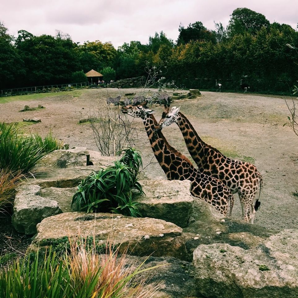 Lugar Dublin Zoo Car Park