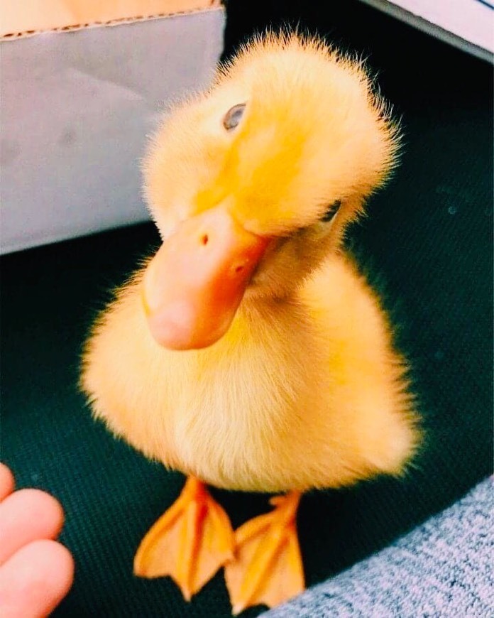 Fashion Pato 🦆 