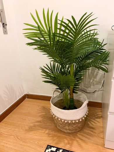 Cesto e planta