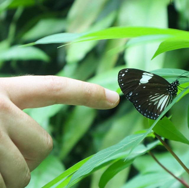 Lugares Butterfly Garden