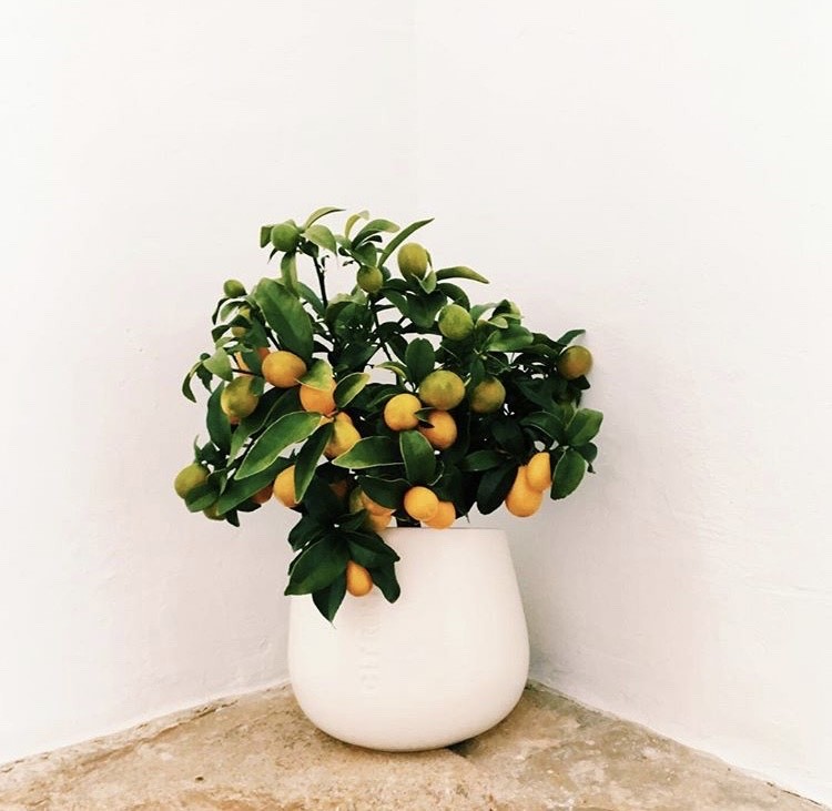 Citrinaplants - Laranjeira mini