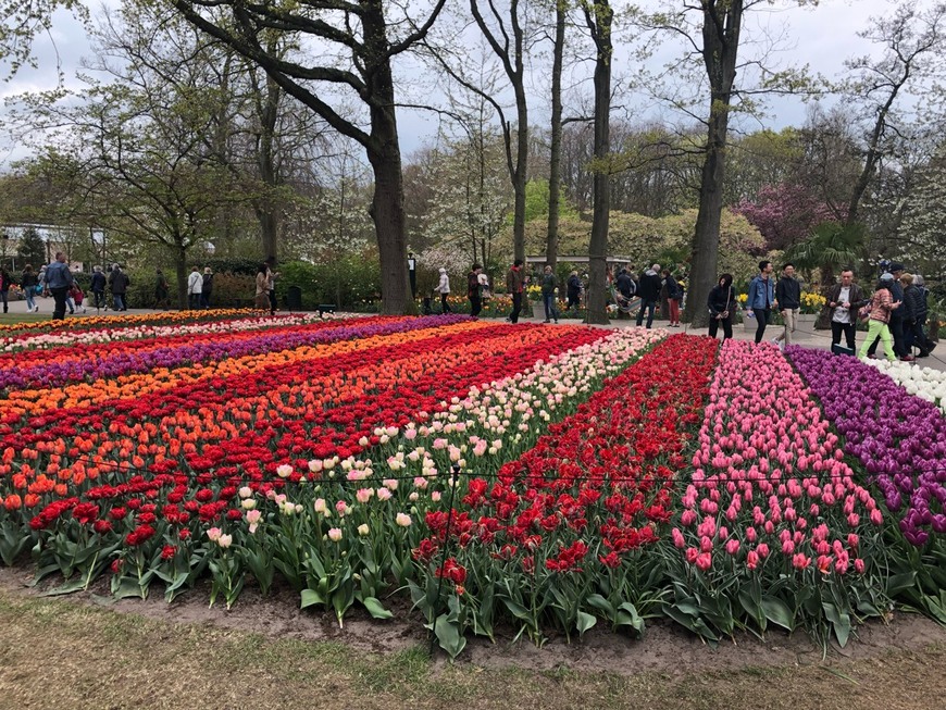 Place Keukenhof HOLLAND