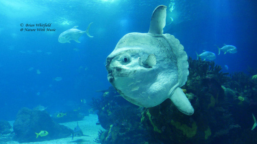 Lugar Oceanario de Lisboa