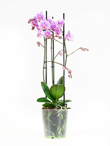 Product Orquídea flor rosa