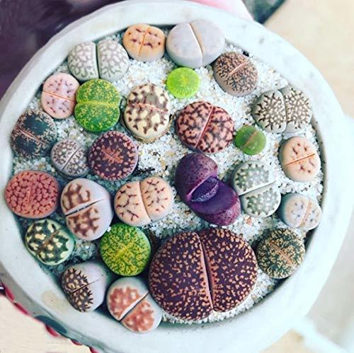 Producto MURIEO jardín- 100 Unids Semillas Mixtas Suculentas Rare Living Stones Cactus Planta