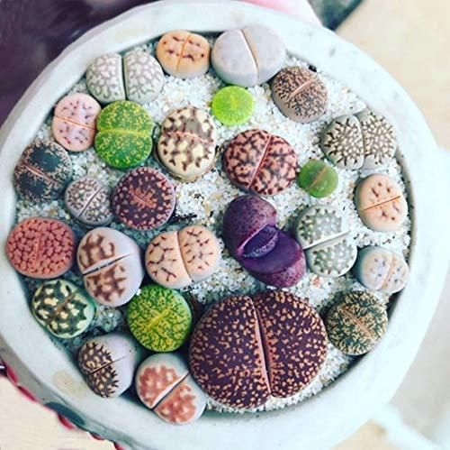 MURIEO jardín- 100 Unids Semillas Mixtas Suculentas Rare Living Stones Cactus Planta