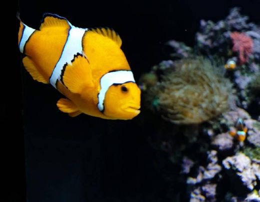 Oceanario de Lisboa