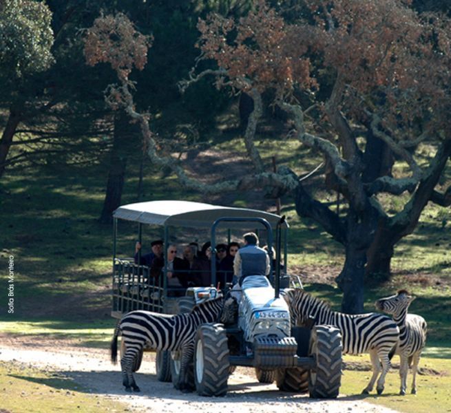 Lugar Badoca Safari park