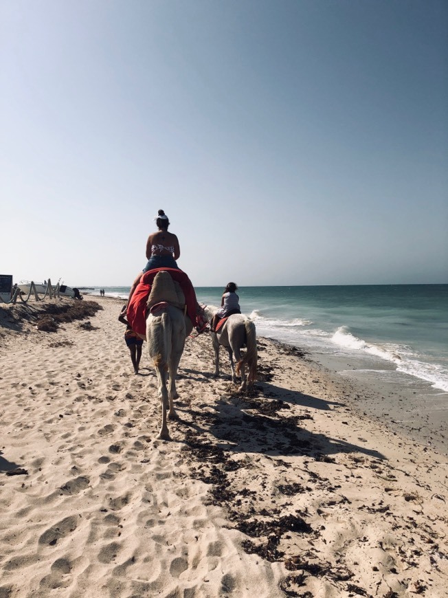 Places Os dromedários e os cavalos na praia 