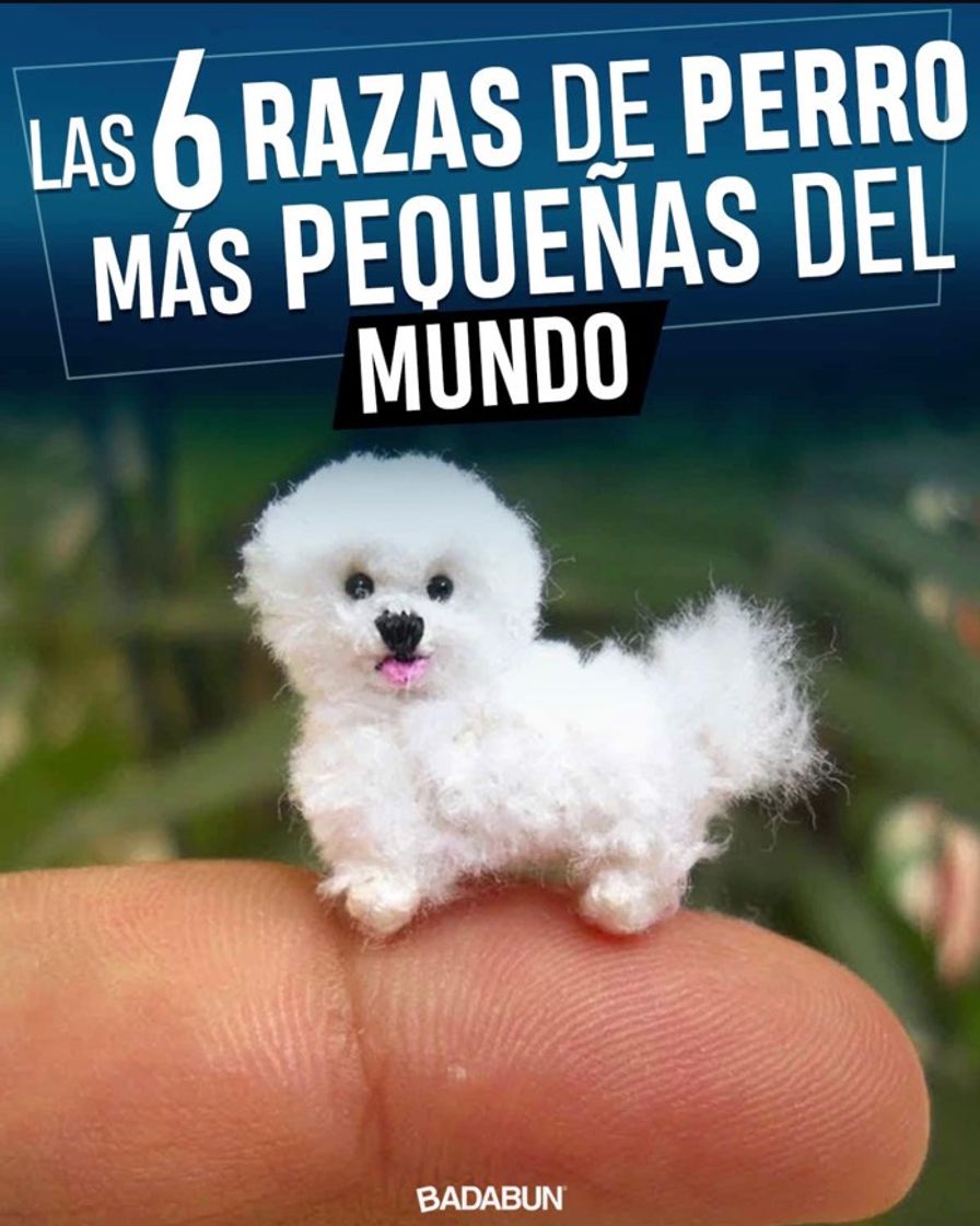 Fashion 6 razas de perro más pequeños del mundo