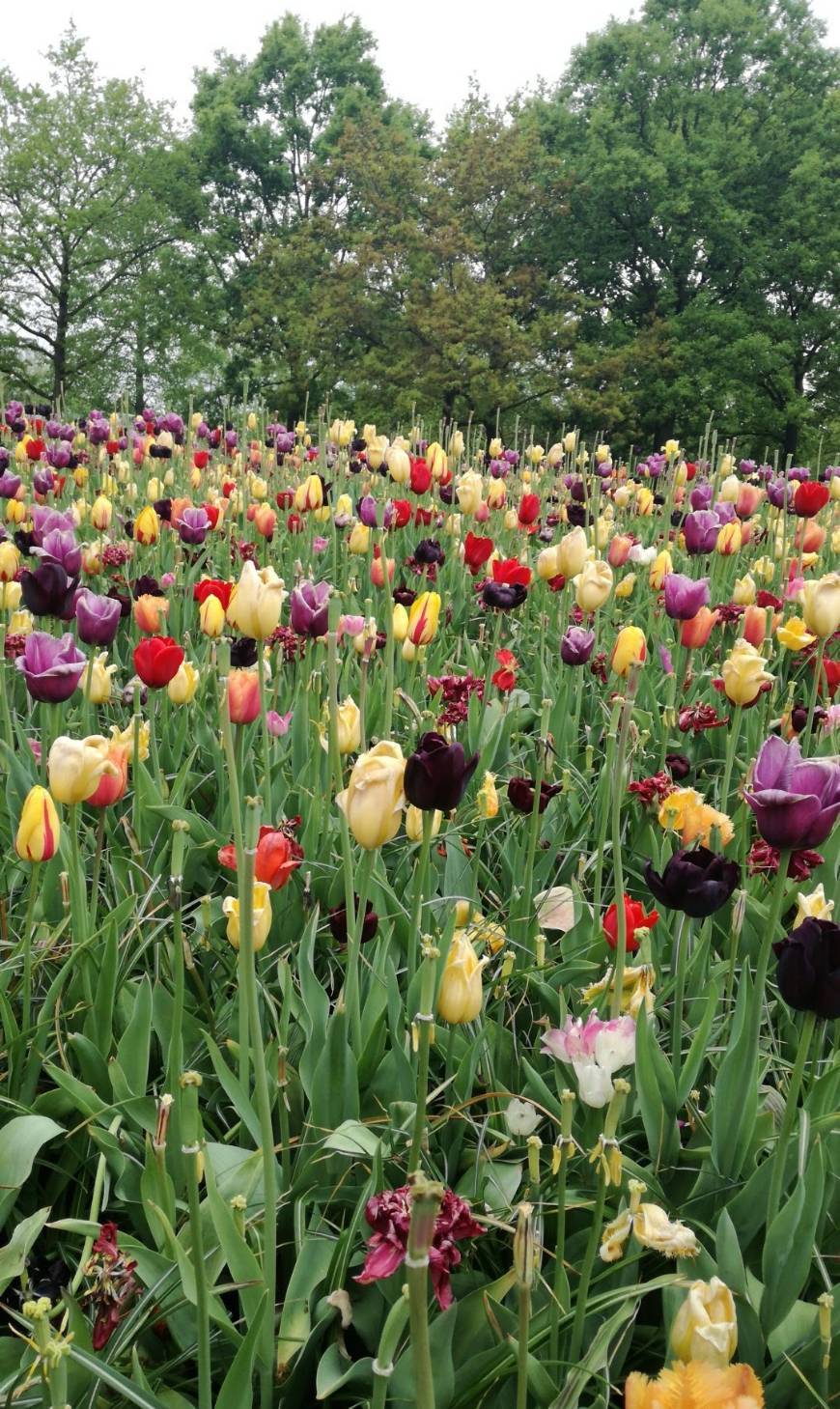 Place Keukenhof