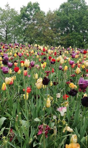 Keukenhof