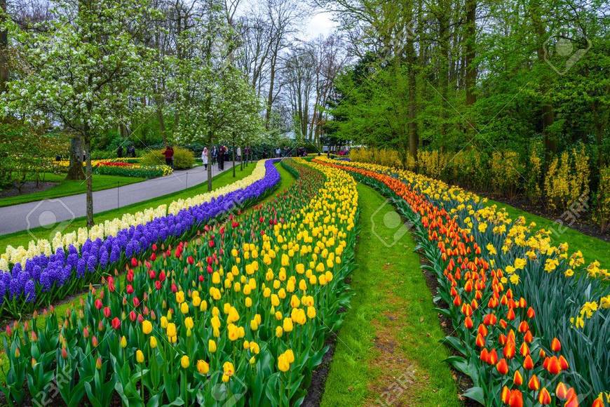 Place Keukenhof HOLLAND