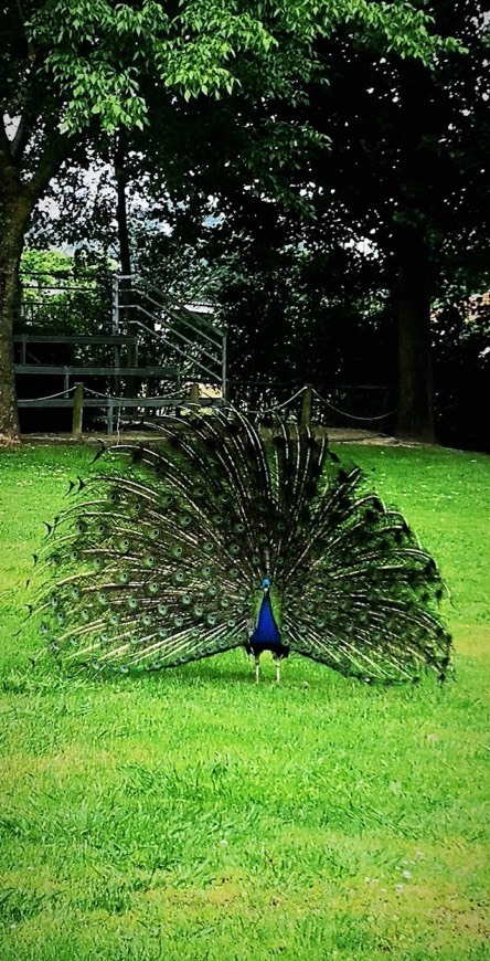 Place ZOO Santo Inácio