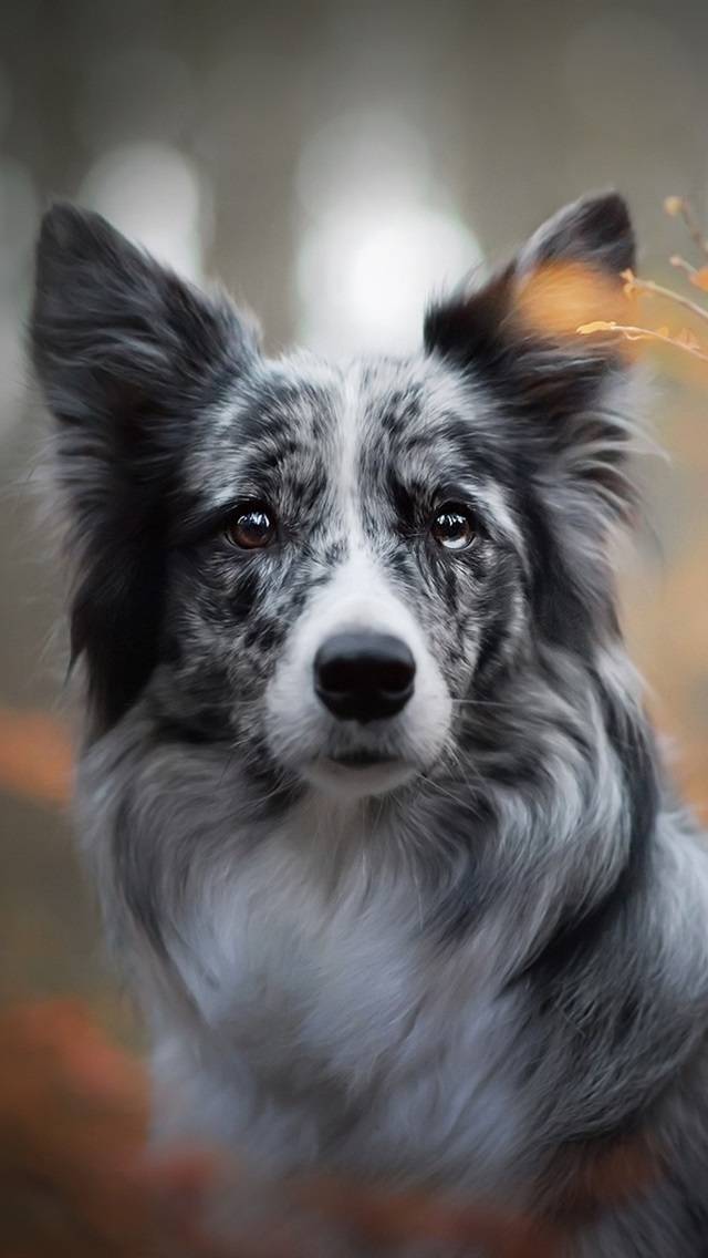 Social Border Collie 
