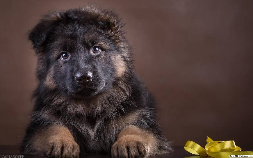 Social Pastor Alemão 