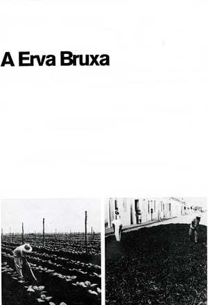 Movie A Erva Bruxa