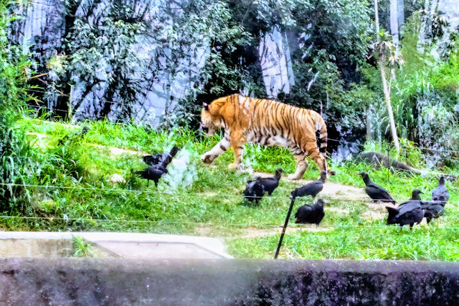 Lugar Zoológico de São Paulo