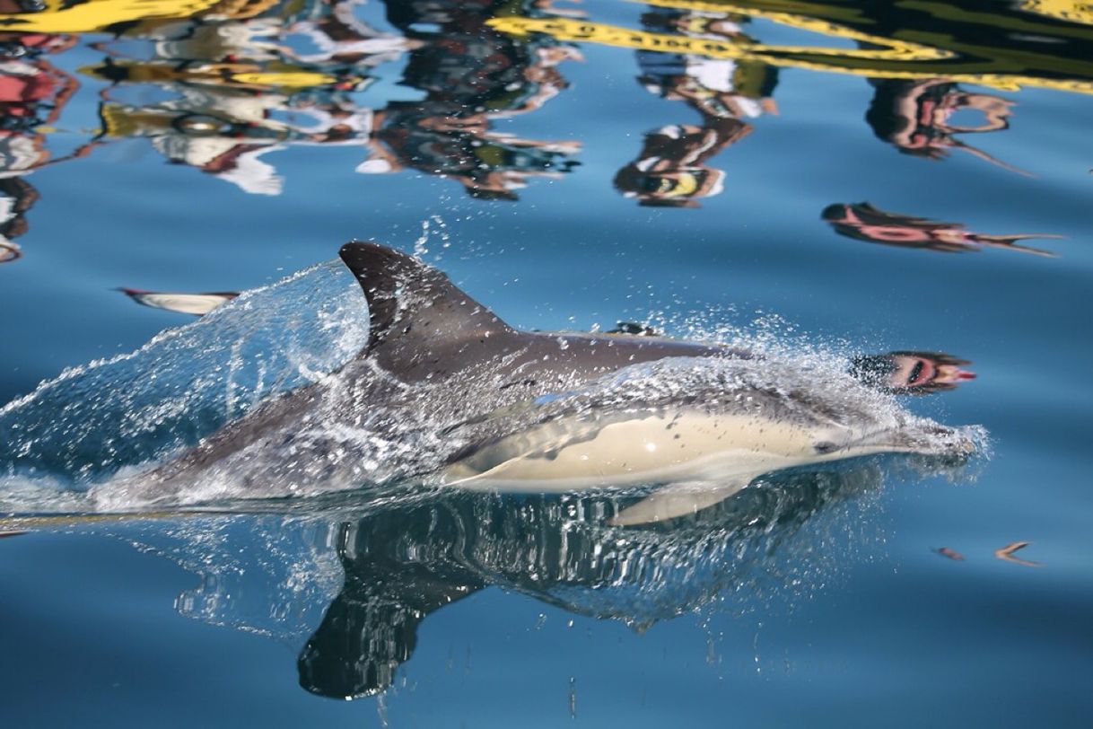 Lugar Dream Wave Algarve (Dolphin Watching, Caves, Boat Tours, Jet Ski and Power Boat)