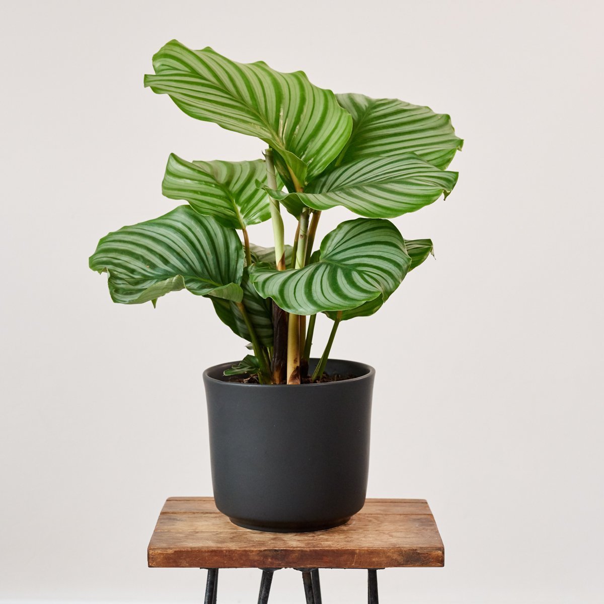 Moda Calathea Orbifolia