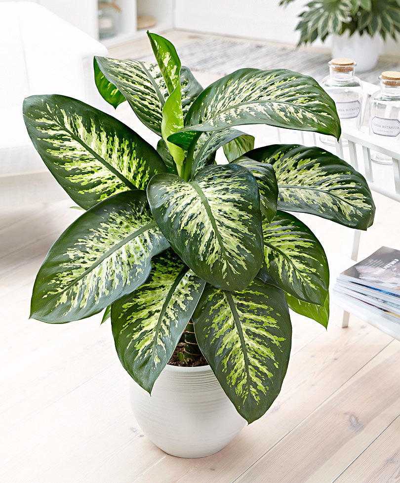 Moda Dieffenbachia Tropic Snow