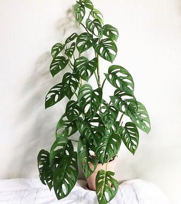 Moda Monstera Adansonii