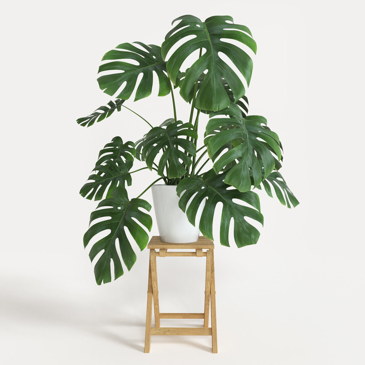 Moda Monstera Deliciosa