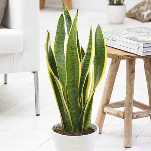 Moda Sansevieria Laurentii