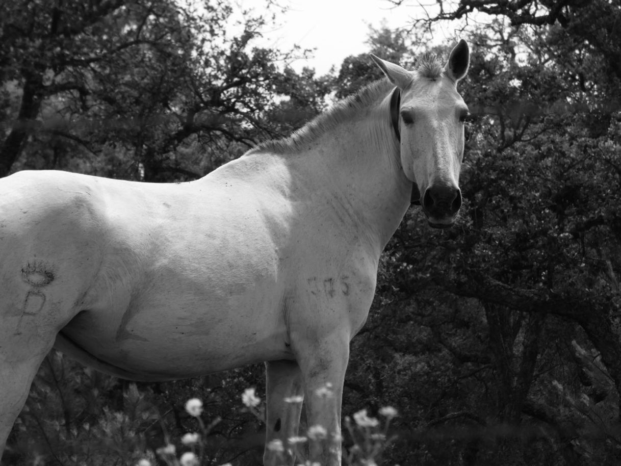 Moda 📸🐎