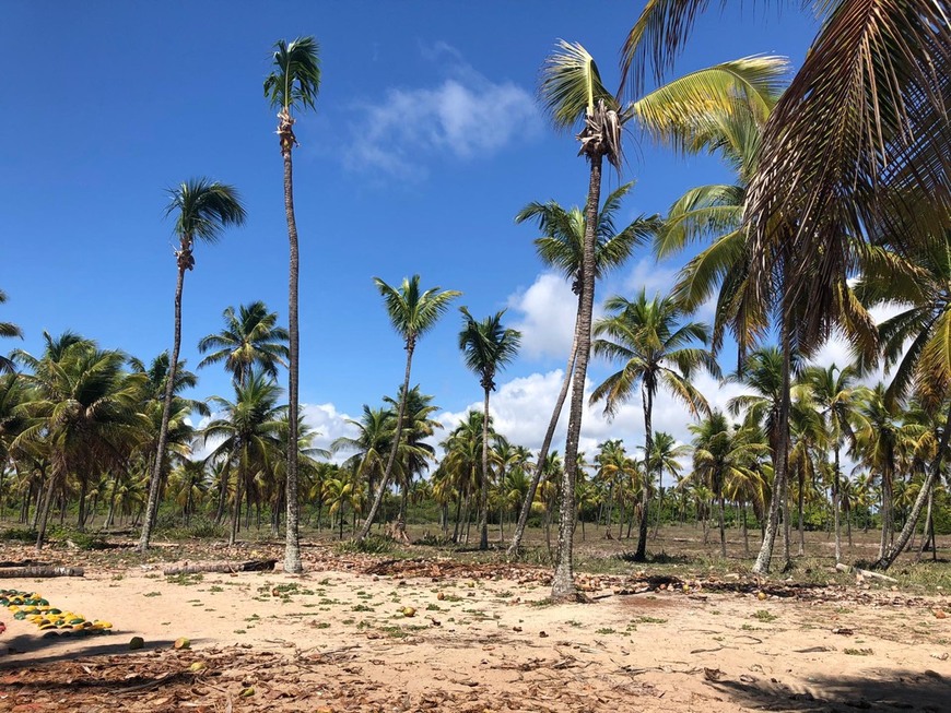 Lugar Maracaipe