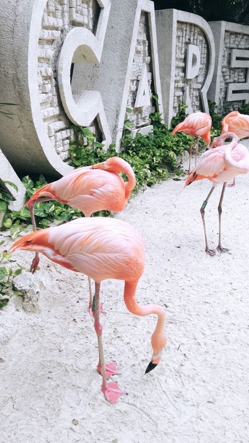 Fashion Flamingos, xcaret parque 