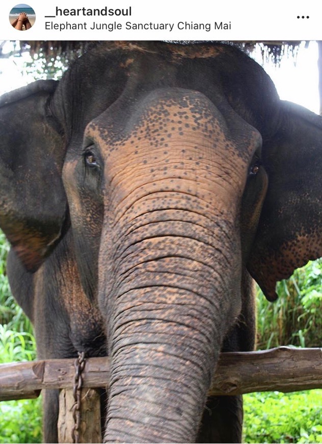 Place Elephant Jungle Sanctuary Camp5. Chaing Mai Thailand.