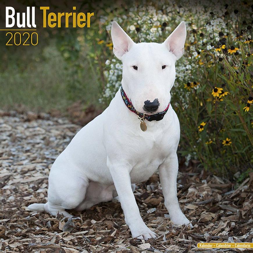 Moda Bull terrier