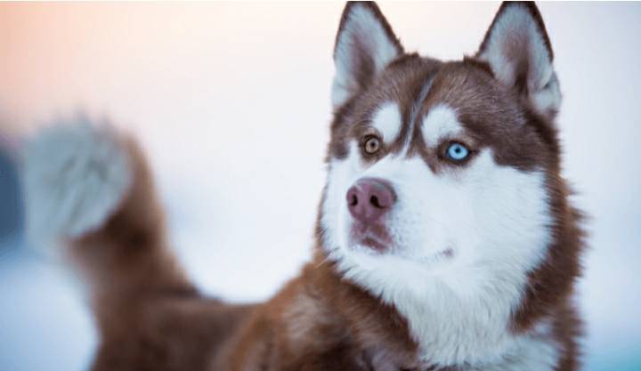 Moda Raça Husky Siberiano