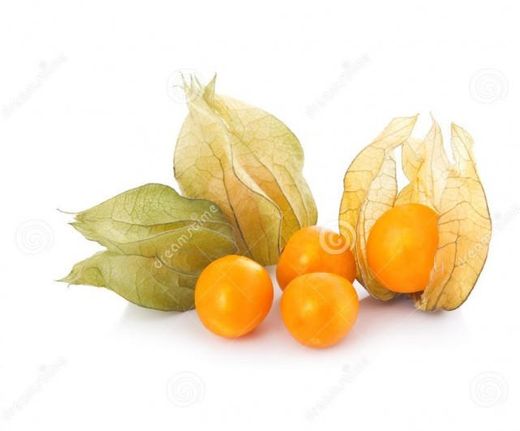 Physalis