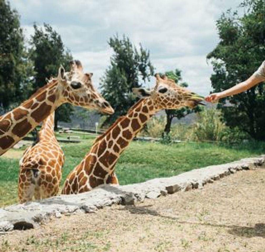 Place Zoológico Guadalajara