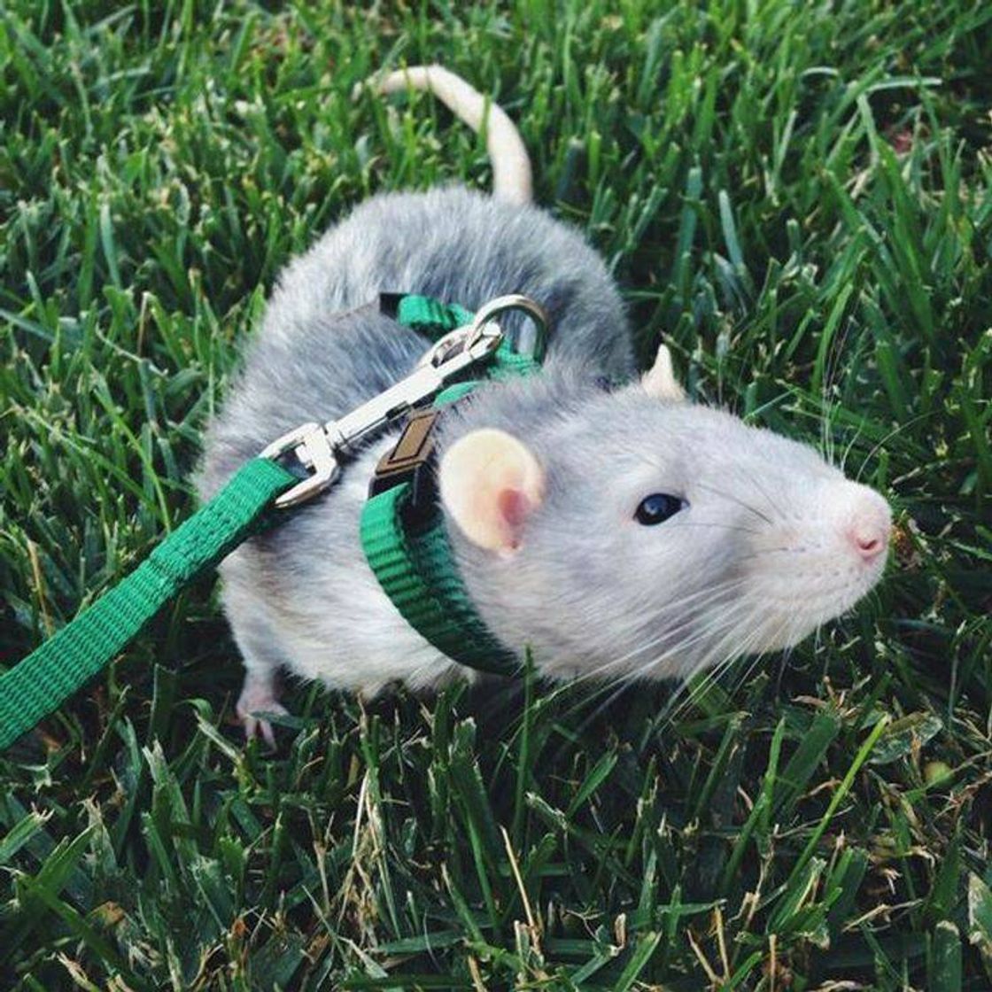 Fashion 🐁