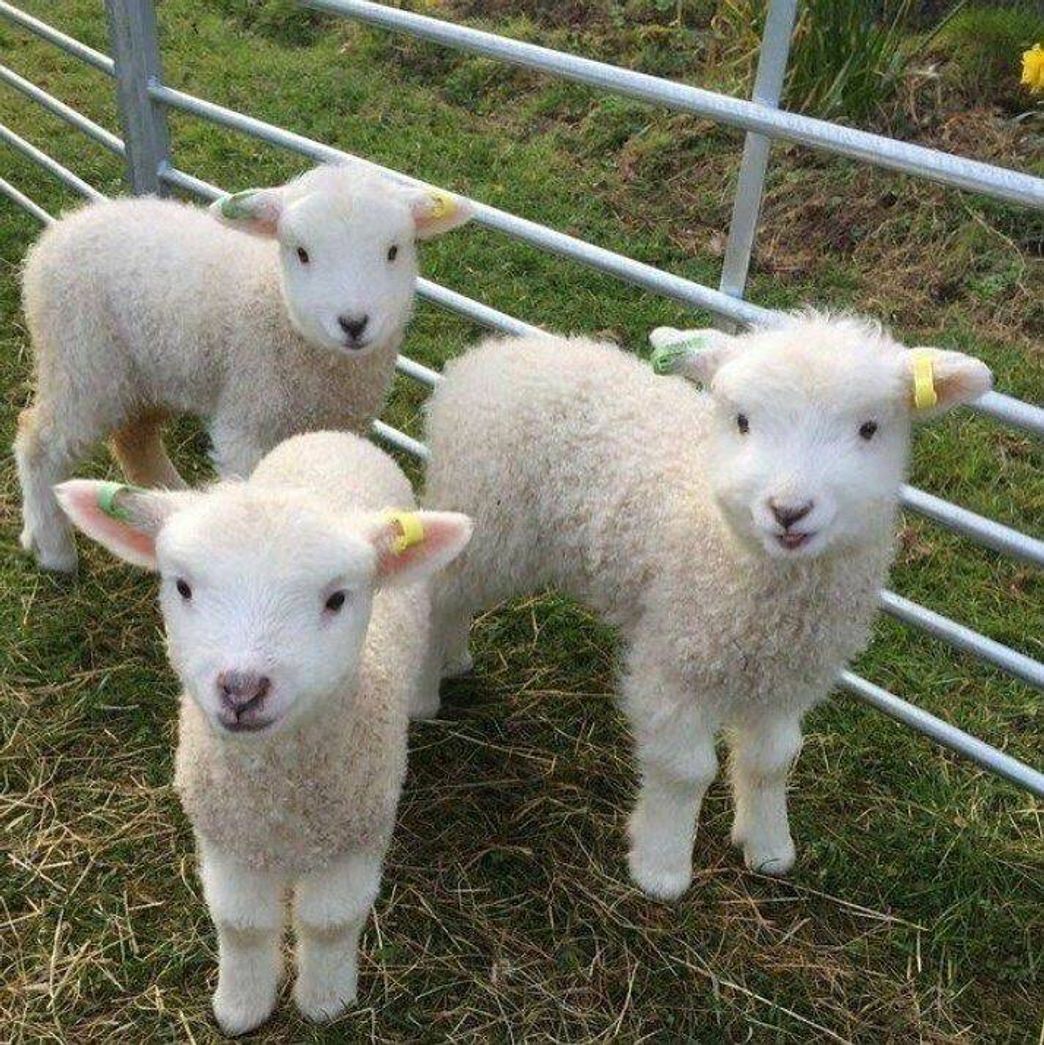 Fashion 🐑