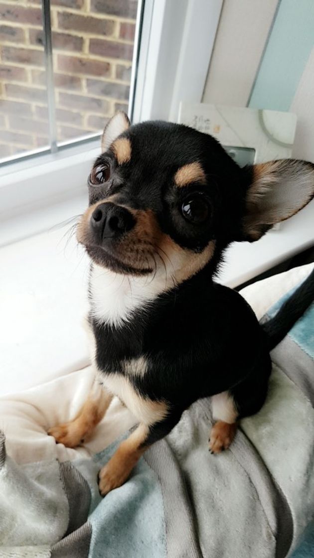 Social Chihuahua (state) - Wikipedia