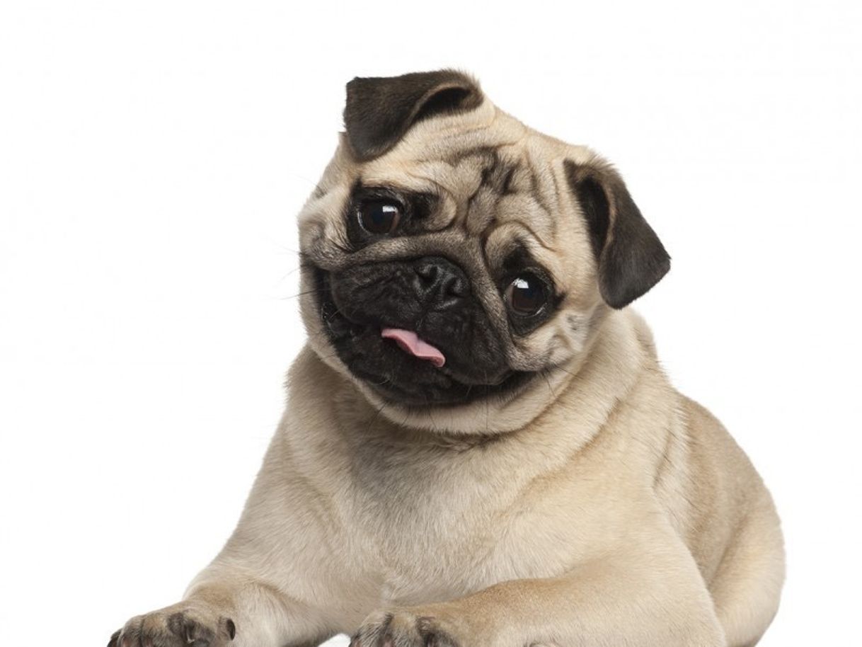 Social Pug