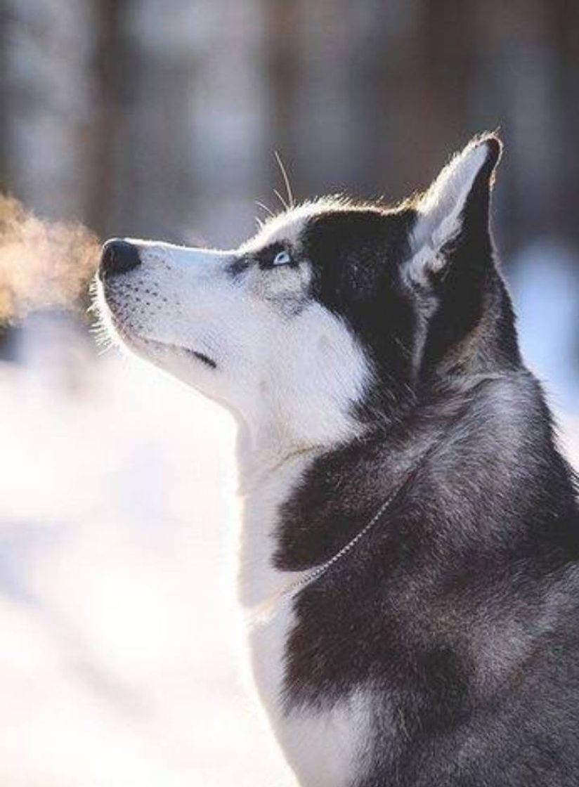 Moda Cachorro Lobo