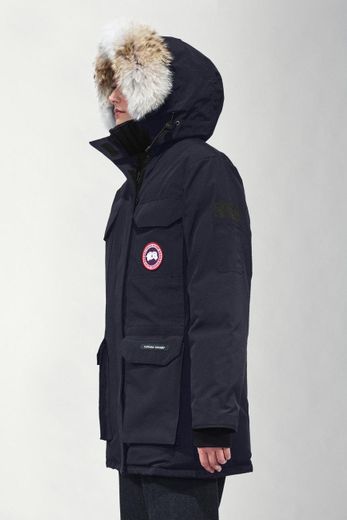 Canada goose