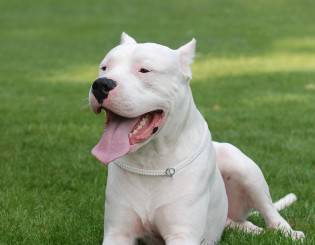 Fashion Dogue Argentino