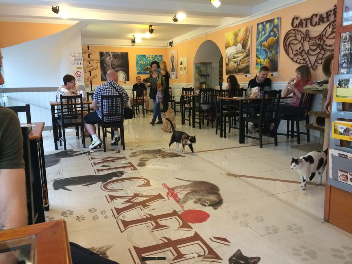 Lugar Cat Café