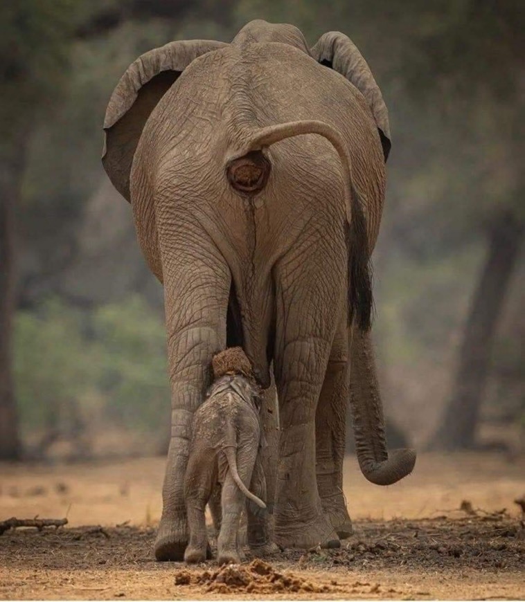 Moda Safaris na Tanzânia 