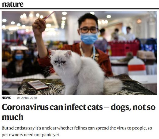 Gatos podem ser infectados por coronavírus, apontam cientist