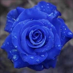 Rosas azuis