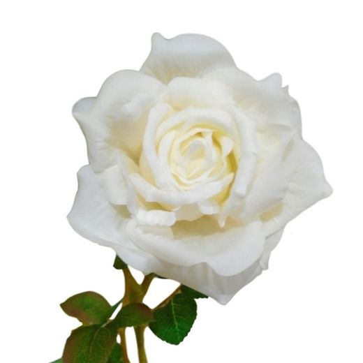 Rosas branca