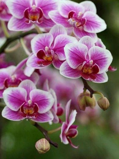 Orquídeas flor