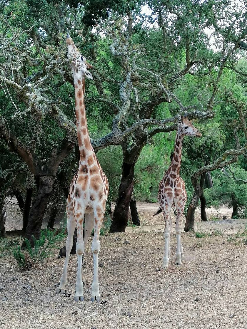 Lugar Badoca Safari Park